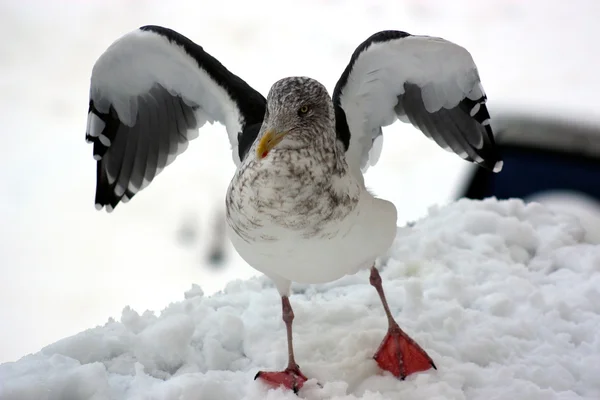 海鸥在雪中起飞 — 图库照片