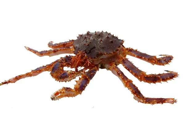 Crabe royal rouge Photo De Stock