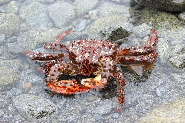 Crabe marin Images De Stock Libres De Droits