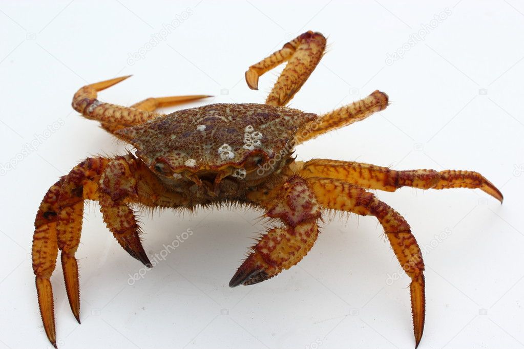 Marine crab