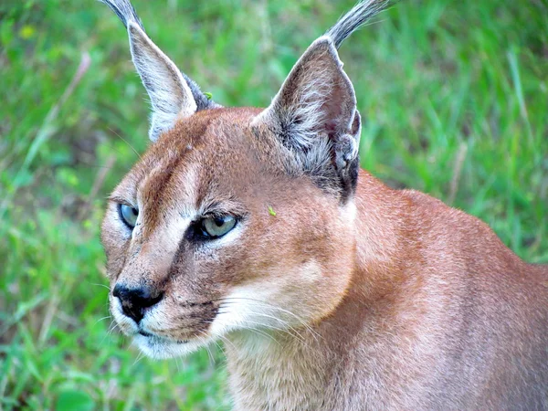 stock image Caracal