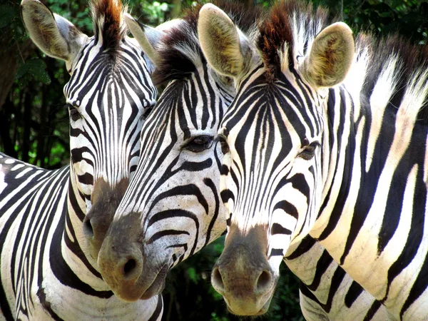 Zebra Trio — Zdjęcie stockowe