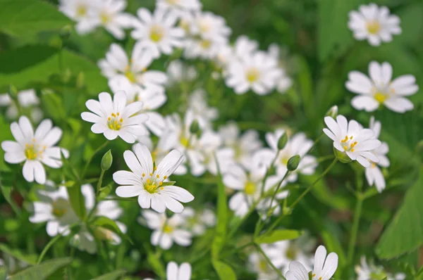 Stock image White anemone spring flowers