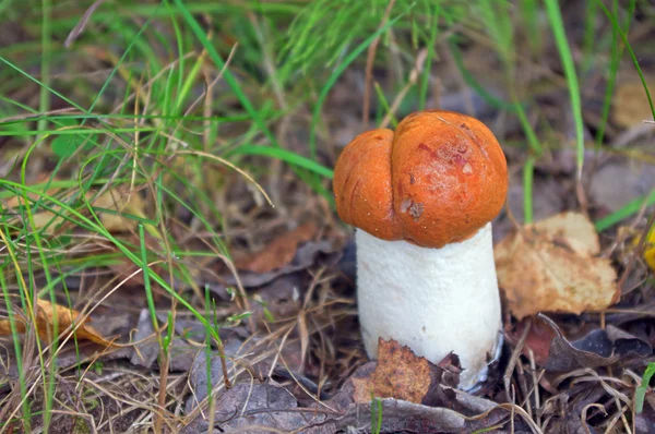 Stock image Small aspen mushroom