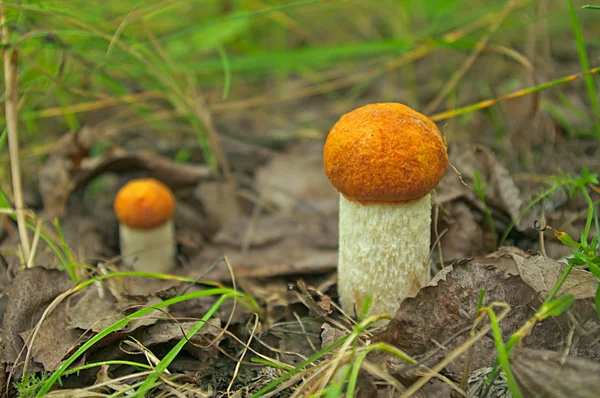 两个白杨蘑菇 — 图库照片