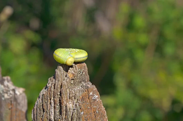 Immagine di verme (bruco verde ) — Foto Stock