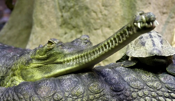 stock image Gavial Indian (Gavialis gangeticus) in Zoo