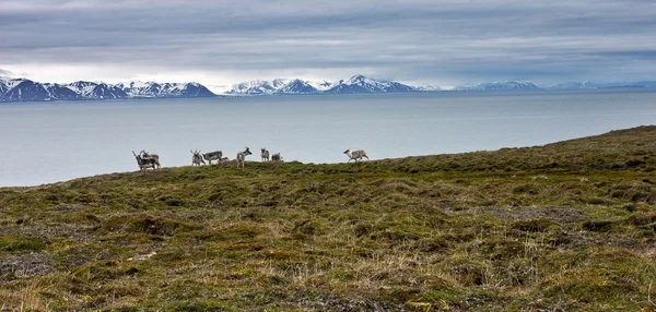 Raindeers no litoral de Svalbard — Fotografia de Stock