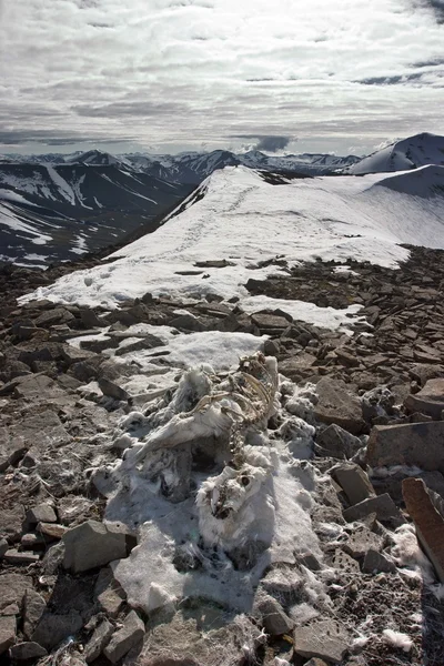 Esqueleto congelado de un reno muerto en las montañas del Ártico —  Fotos de Stock