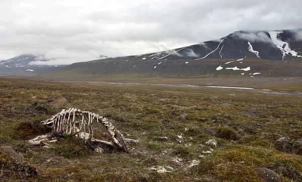 Skelett av döda renar i arktisk tundra Stockbild