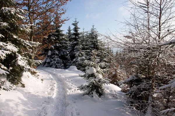 Pista da floresta de inverno — Fotografia de Stock