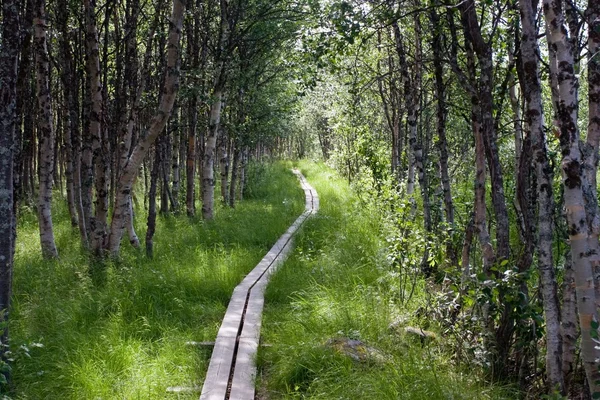 Kungsleden footpath with Wooden Planks — Stock Photo, Image