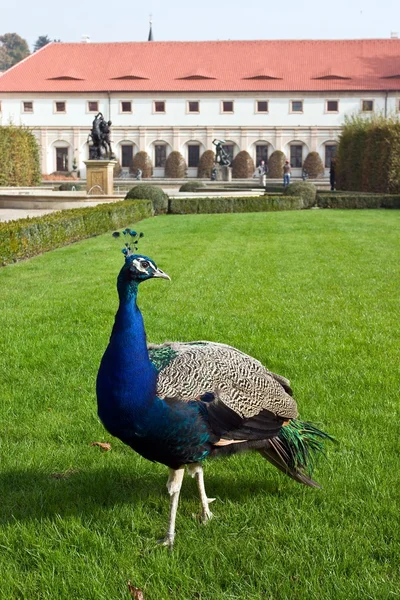 Paw w ogrodach pałacu — Zdjęcie stockowe