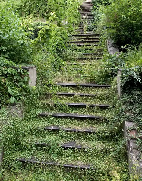 stock image Old Stairway Covered by Greenery