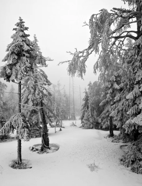 Donker bos in de winterlandschap (zwarte & wit) — Stockfoto