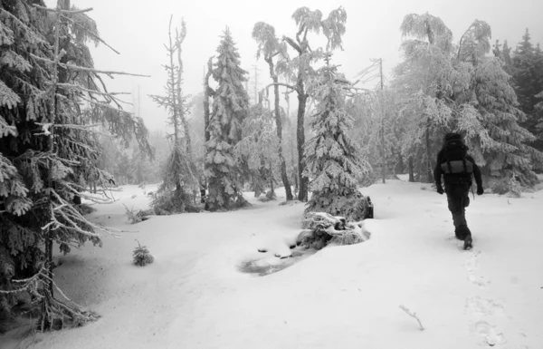 Kış aylarında puslu ve karanlık ormanda yürüyüş kişi — Stok fotoğraf