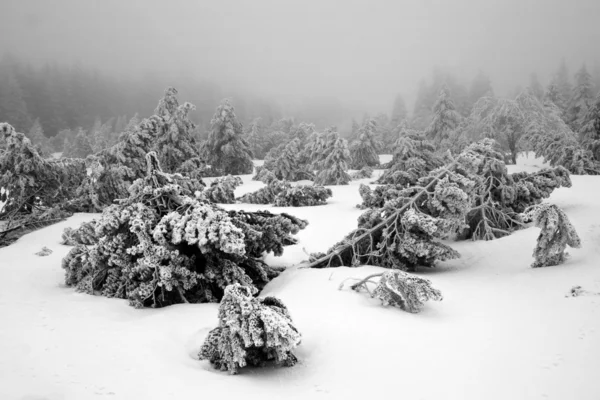 Dark Forest in Winter Landscape (black & white) — Stock Photo, Image