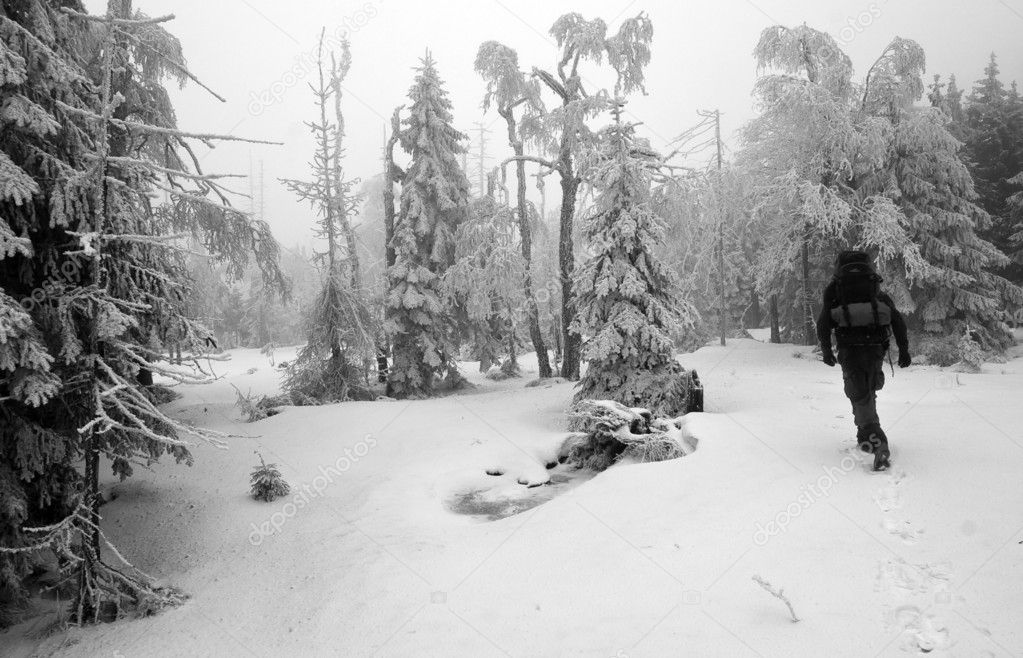 Person Walking in Dark and Misty Forest in Winter