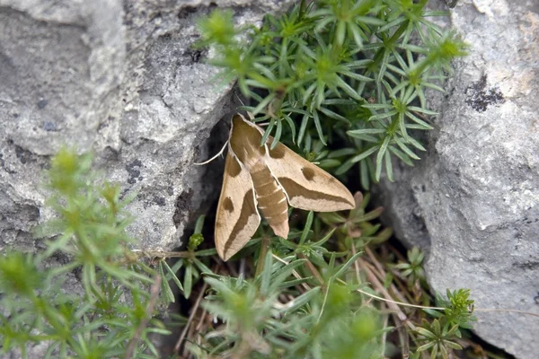 stock image Elephant Hawk Moth in Grass Between Rocks