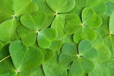 A texture from clover leaves clipart