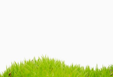 Moss on white clipart