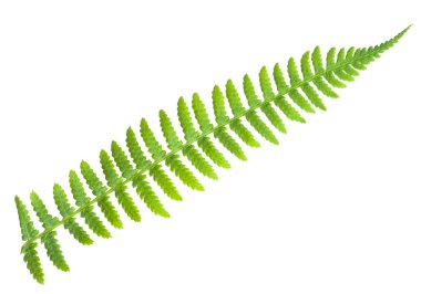 Fern clipart