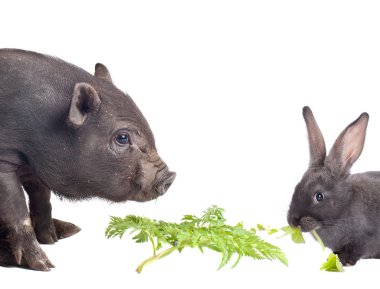 Pig and rabbit clipart