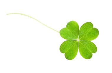 Clover clipart