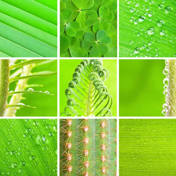 Зеленый набор — стоковое фото