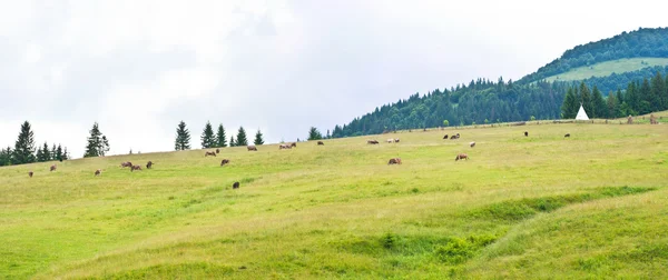 在山上的草地上牛 — 图库照片