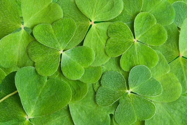 A texture from clover leaves — Stock Photo, Image
