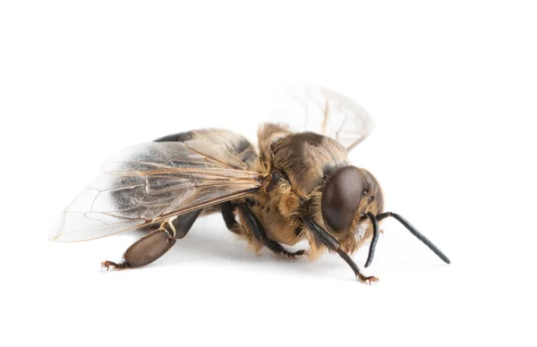Een honingbij, geïsoleerd op wit — Stockfoto