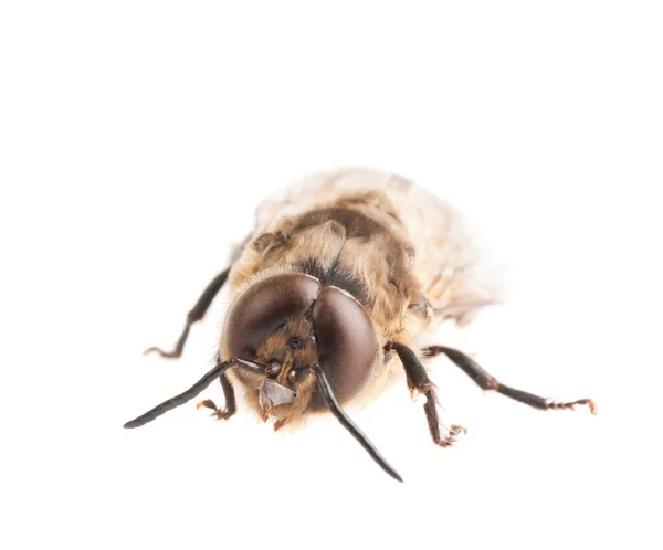 Bee op wit — Stockfoto
