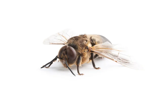 在白色的蜜蜂 — 图库照片