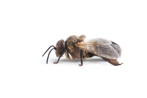 A méh, elszigetelt fehér — Stock Fotó