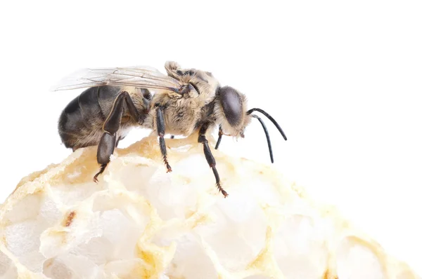 Lebah diisolasi dengan warna putih — Stok Foto