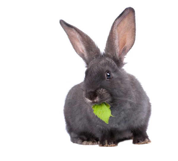 stock image Rabbit