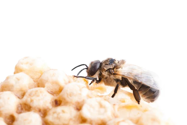 Uma abelha em um favo de mel — Fotografia de Stock