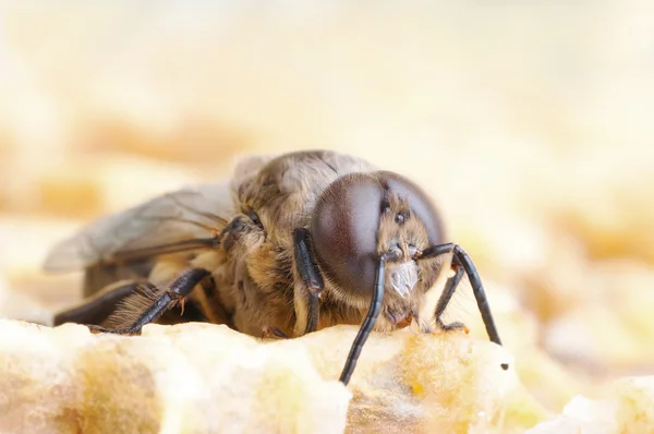 Bee op ahoneycomb — Stockfoto
