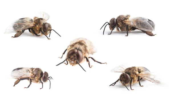 白色背景蜜蜂 — 图库照片