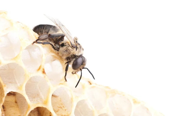 Pszczoła na komórki — Zdjęcie stockowe