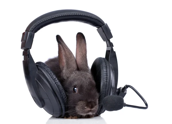 stock image Rabbit