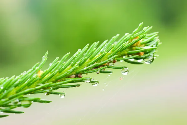 A branch of fir with drop — Stock Photo, Image