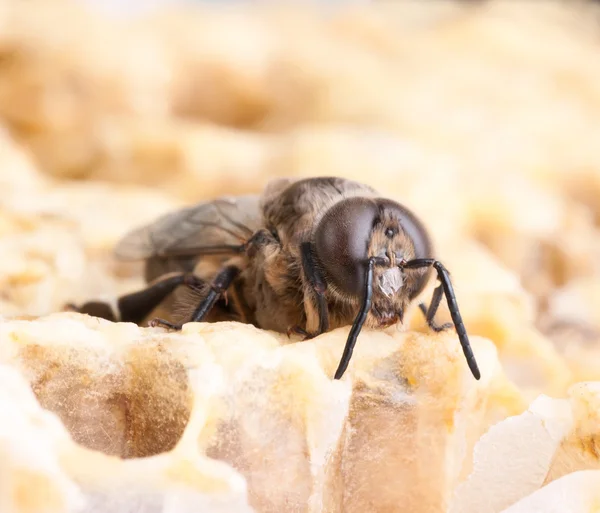 Abeja en una celda de miel — Foto de Stock
