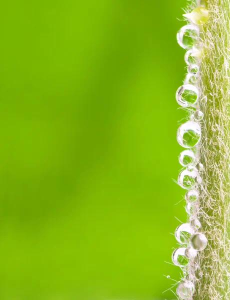Drops on a plant — Stock Photo, Image