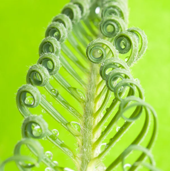 흰색 절연 cycas 새싹 — 스톡 사진