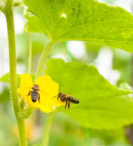 蜜蜂和花朵 — 图库照片