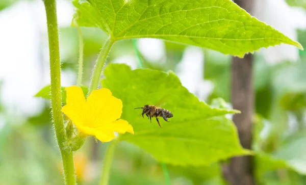 Včela a květinové — Stock fotografie