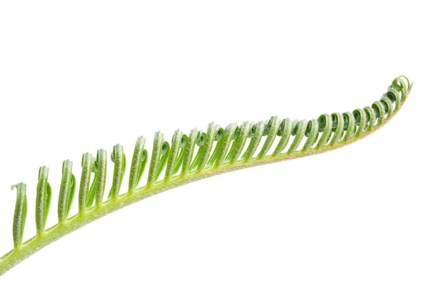 苏铁属植物的一个宏 — 图库照片