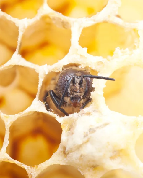 Bienenmakro — Stockfoto